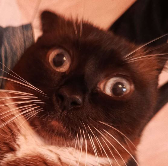 Pusza